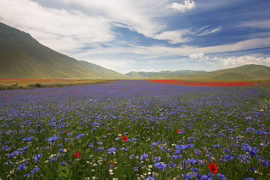 Flavia Mauri<br /></noscript>
Fioritura, per la vita di Castelluccio