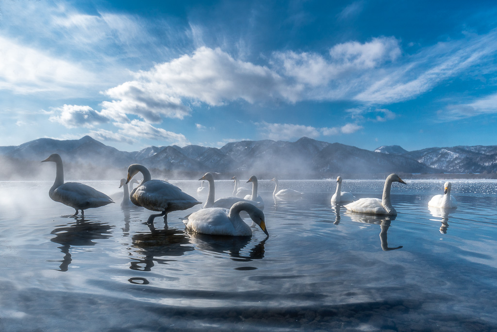 Il Lago dei Cigni - Roberto Manfredi