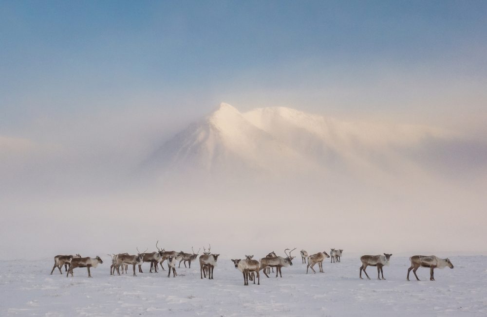 Caribou just outside the Nunamiut community of Anaktuvuk Pass, Alaska in April of 2021. “Anaktuvuk” means “the place of many caribou droppings” and Anaktuvuk Pass is located right along the traditional migration routes for the Western Arctic and Teshekpuk caribou herds in the heart of Alaska’s Brooks Range (within the boundaries of what later became Gates of the Arctic National Park.) It is the home of the inland Inupiat people known as the Nunamiut, who have depended on caribou not only as their main staple food source, but also culturally and spiritually, for millennia. The community was only founded in 1957 when the Bureau of Indian Affairs forced the Nunamiut to settle into a single village site. Before that they were nomadic with their homes and way of life revolving around the caribou migration.